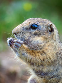 Close-up of squirrel