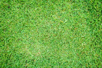 Full frame shot of leaf on grass