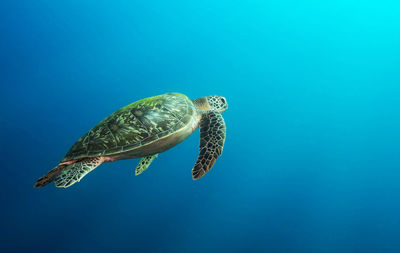 Turtle swimming in sea