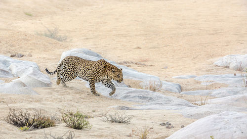 View of a cat on land