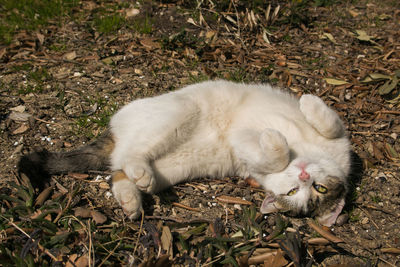 High angle view of cat lying on ground