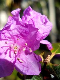 Close-up of flower blooming outdoors