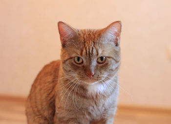 Big red-haired cat looks dissatisfied with the look.