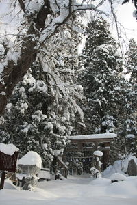 Snow covered plants and trees by building