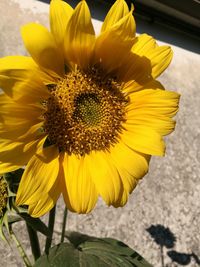 Close-up of sunflower