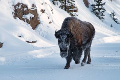 Snow faced bison in yellowstone national park.  one of many in stampede i was caught in.