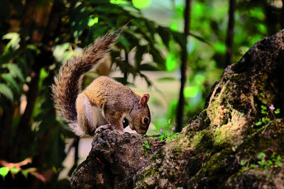 Squirrel on tree trunk