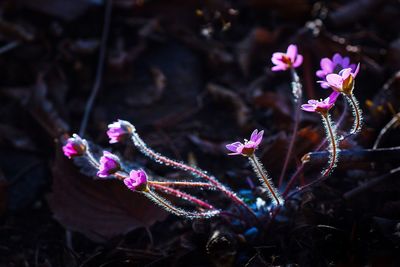 Close-up of pink flowers blooming outdoors