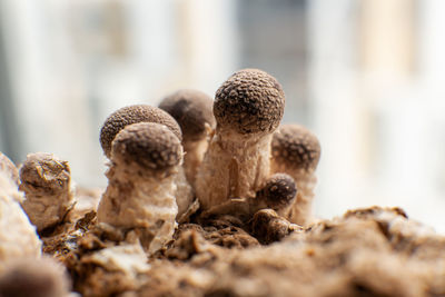 Close-up of mushrooms on land