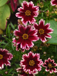 Close-up of pink flowering plants