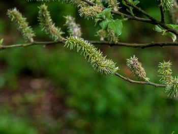 Close-up of flowering plant