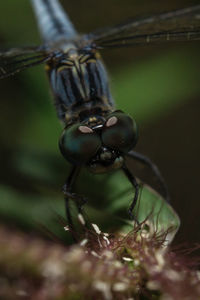 Close-up of dragonfly on plant