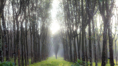 Trees in forest