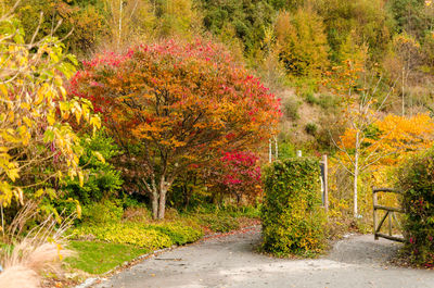 Yellow flowering plants in autumn