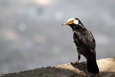 Close-up of bird perching on rock