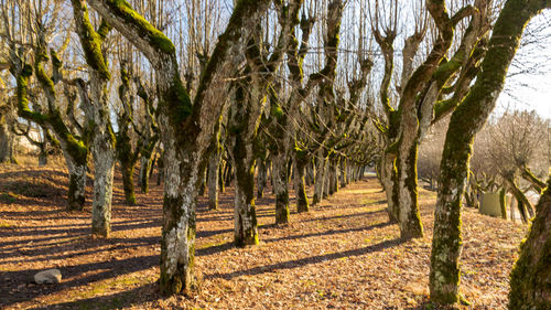 Old linden alley, katvaru manor park, which looks so ghostly and unusual 