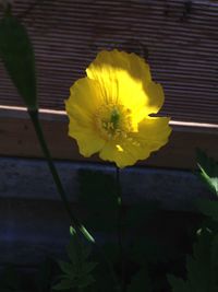 Close-up of yellow flower blooming outdoors