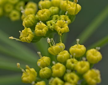 Close-up of yellow flowers blooming outdoors