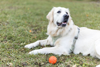 Dog looking away on field