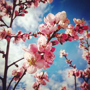 Close-up of cherry blossoms in spring