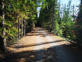 Empty road along trees in forest