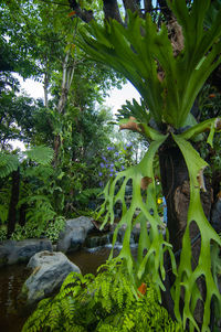 Low angle view of trees growing in forest