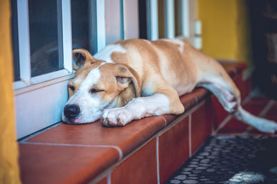 Close-up of dog sleeping on step