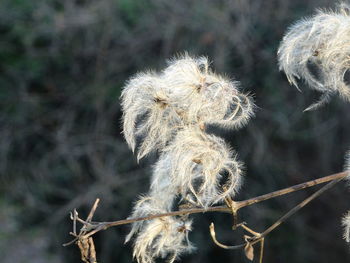 Close-up of dead plant on land