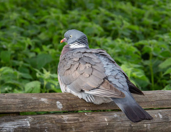 Close-up of pigeon perching on railing