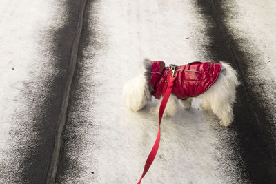 A bichon maltese dog sniffing the ground