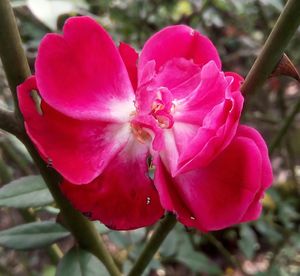 Close-up of pink flower blooming outdoors