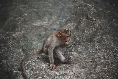 Monkey sitting on field