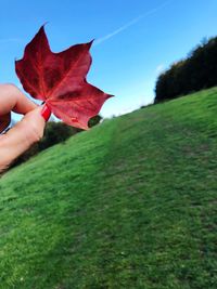 Person holding maple leaf