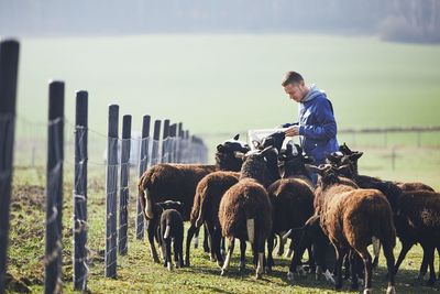 Side view of man feeding sheep on field