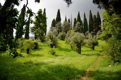 Panoramic view of trees against sky