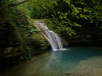 Stream flowing through forest