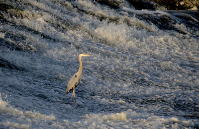 Heron standing on the spillway fishing