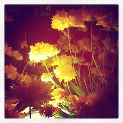 Close-up of yellow flower