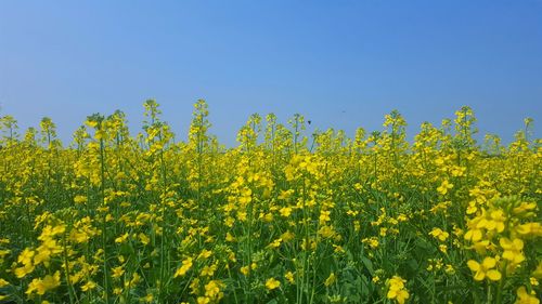 Yellow flowers in field