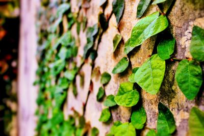 Close-up of plant growing on wall