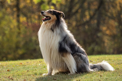 Close-up of dog looking away sitting on field