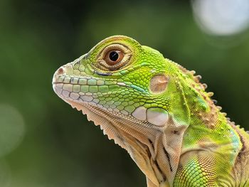 Close-up of a lizard