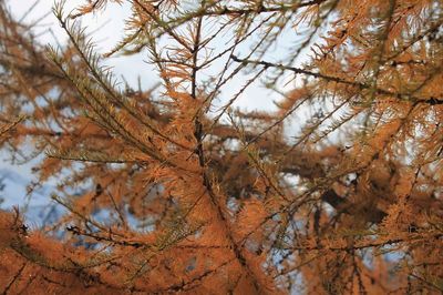 Low angle view of tree against sky