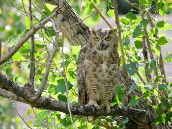 Low angle view of owl perching on tree