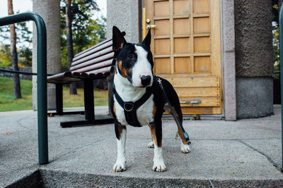 English bull terrier standing against house