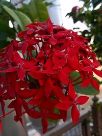 Close-up of red flowering plant
