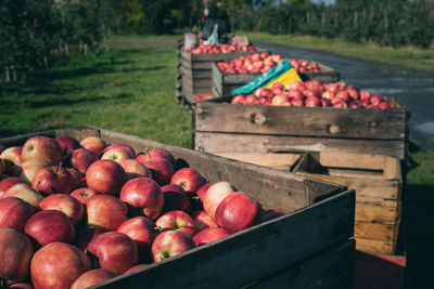 Various fruits in box on field