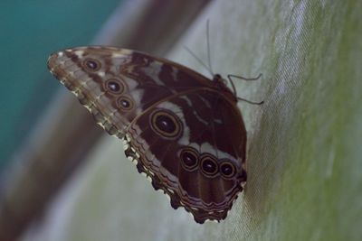 Close-up of butterfly on leaf