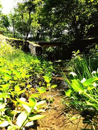 Scenic view of forest