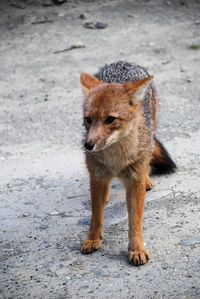 Portrait of a cat lying on land